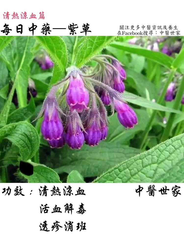 紫草的功效与作用怎么用?老中医揭秘可别再用错了!