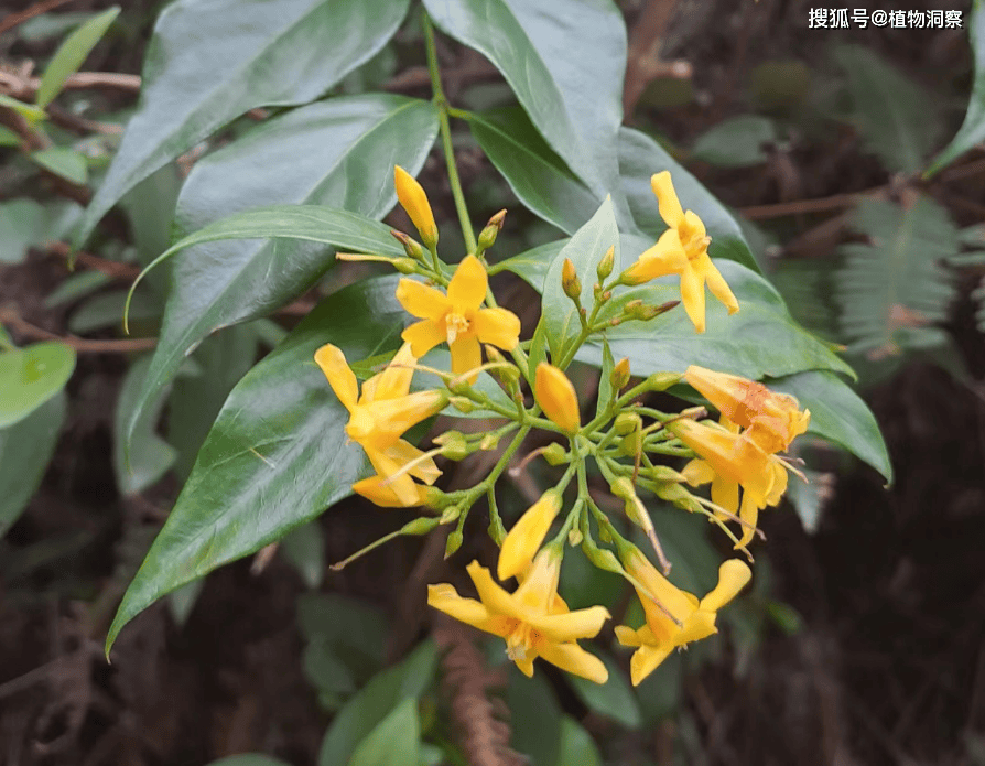 断肠草的功效与作用是什么？看完这篇文章你就懂了！