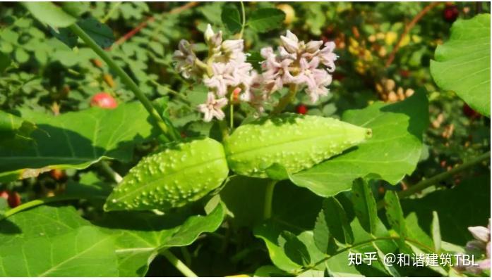 想知道萝藦的功效与作用吗?了解这些好处对身体好。