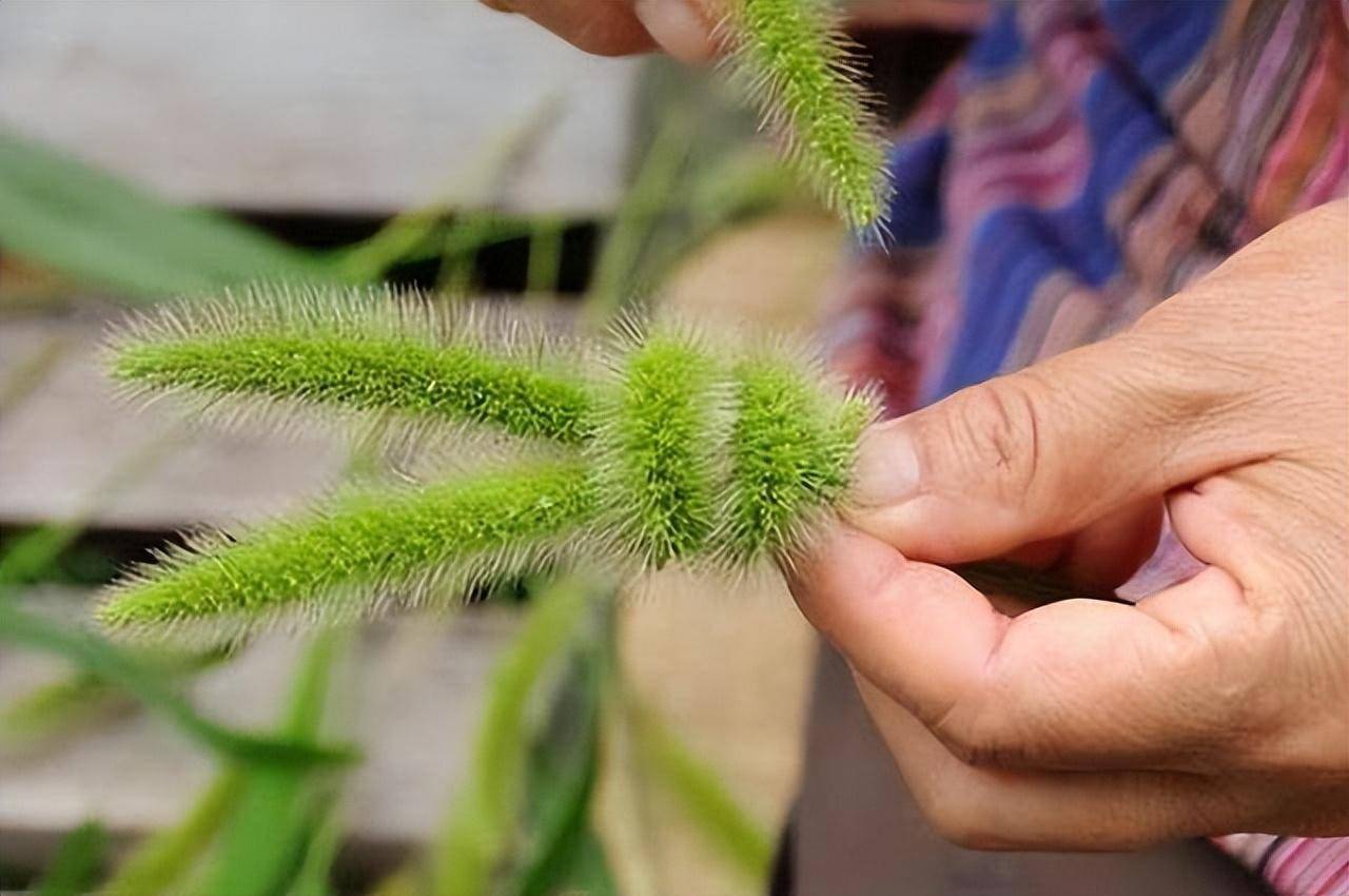 狗尾草的功效与作用是什么?(煮水喝竟然有这些好处)