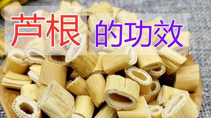 芦根的功效与作用是什么?原来有这么多好处真不错!