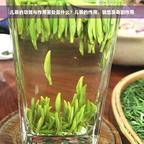 儿茶的功效与作用大揭秘,快来看看它的神奇之处吧!