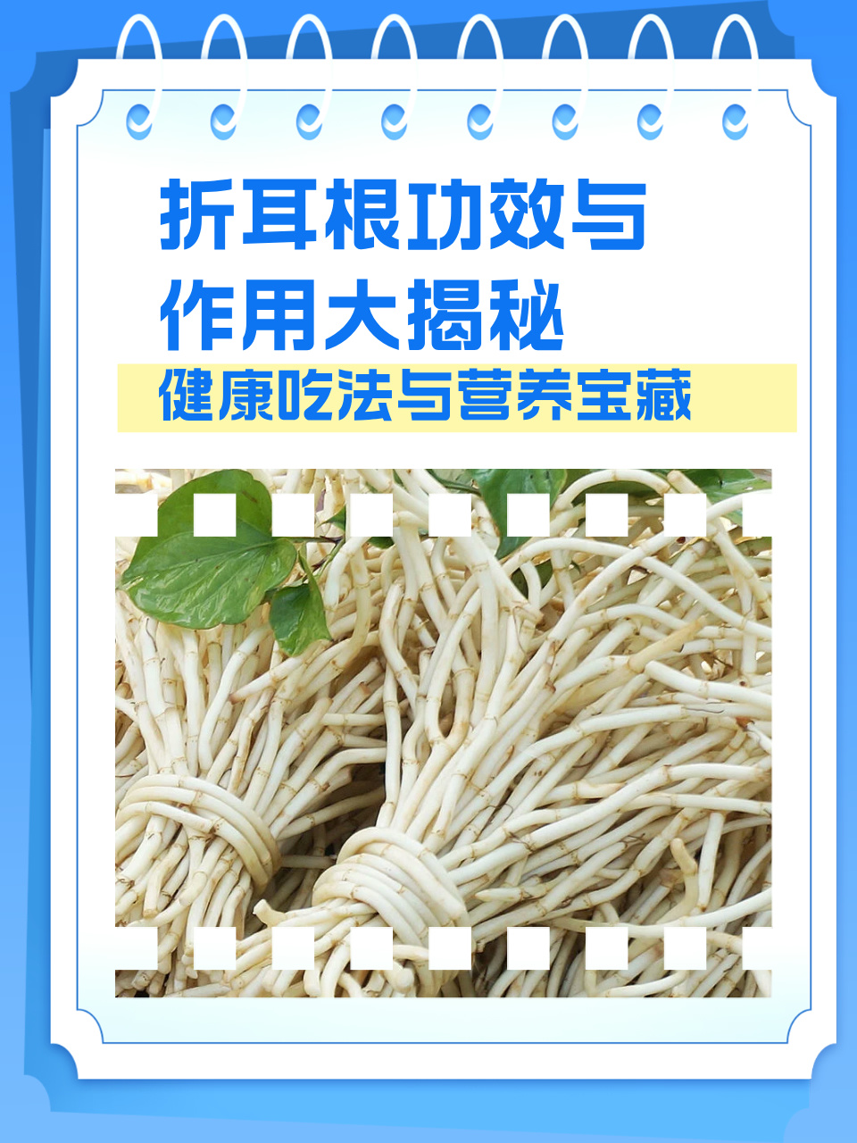 折耳根的副作用有哪些?了解折耳根的功效与作用!