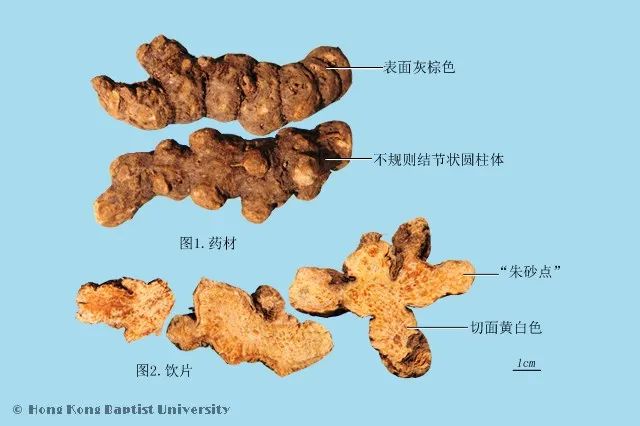 苍术的功效与作用:别再傻傻分不清,这才是真相!