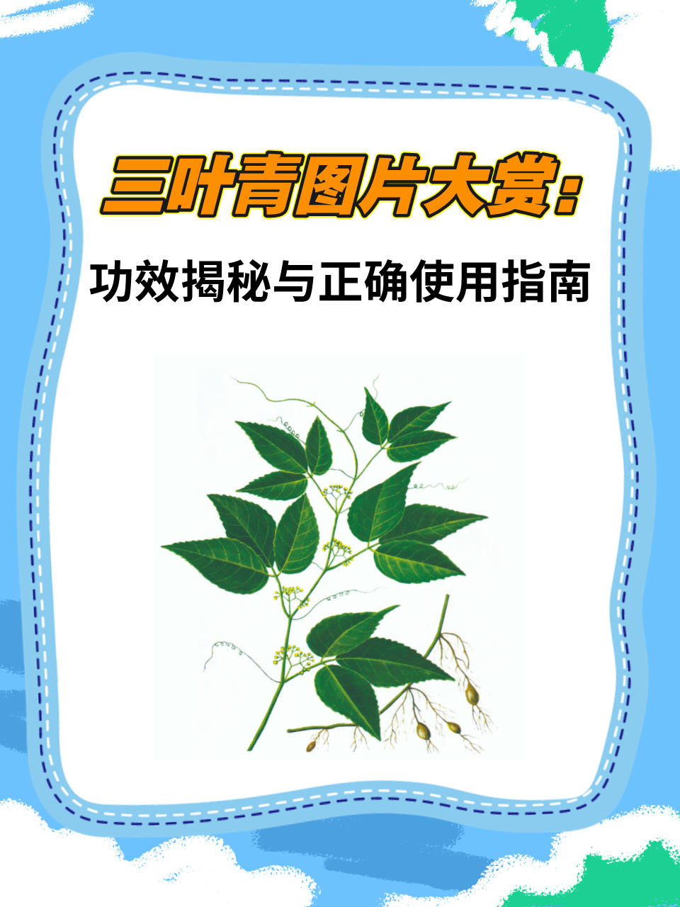 三叶青的功效与作用有哪些?老中医告诉你真实效果!