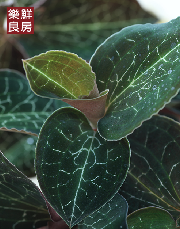 想了解金线莲的功效与作用?这几点你一定要知道!
