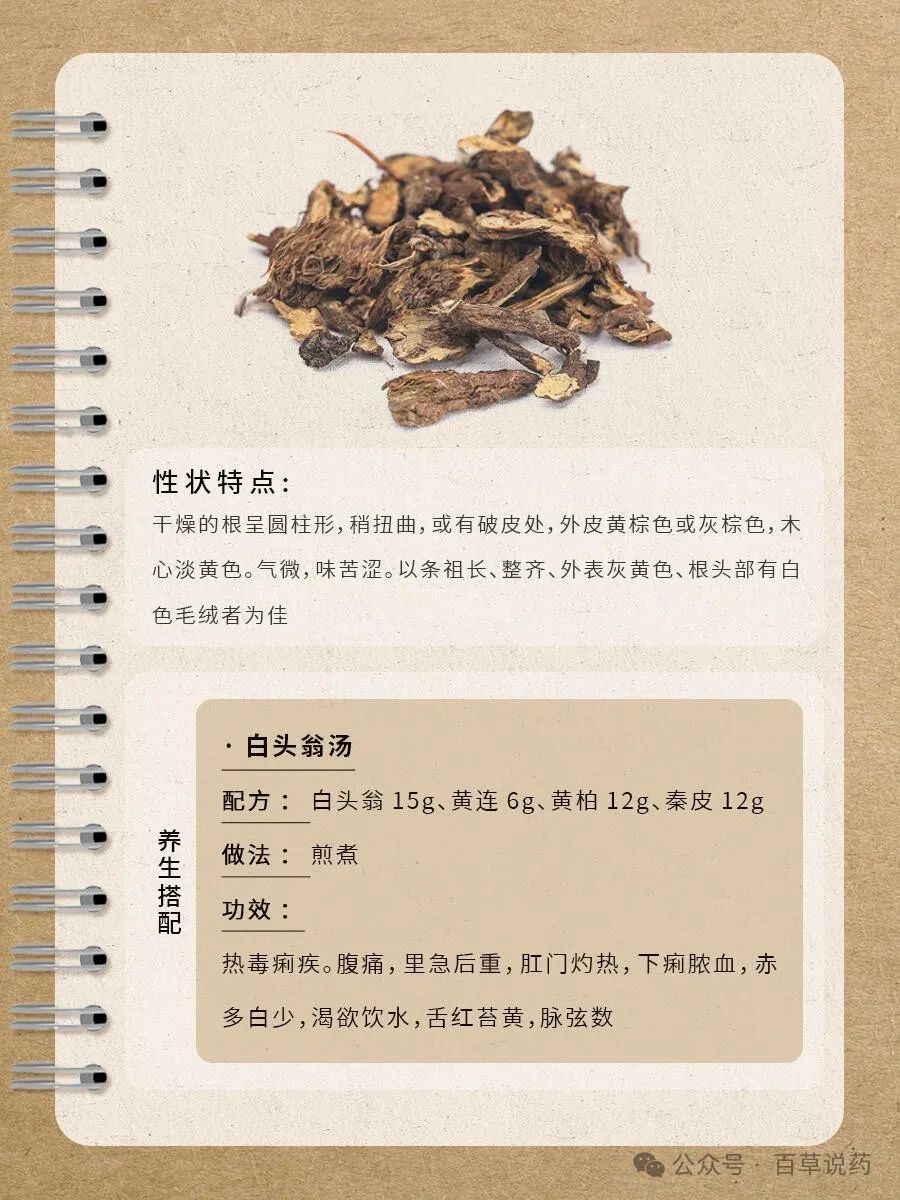 白头翁的副作用有哪些?了解清楚再用,别盲目相信功效与作用