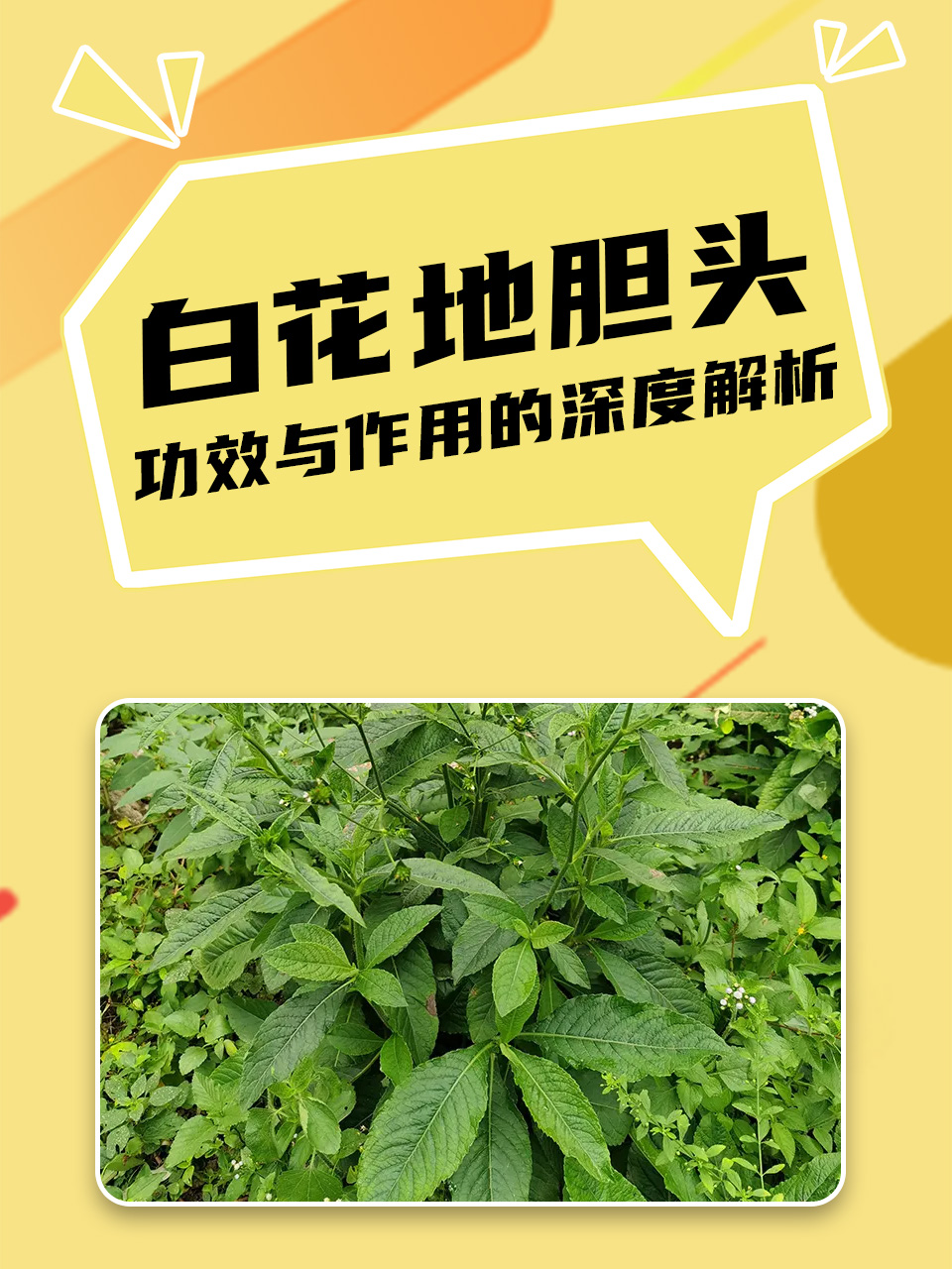 揭秘地胆头的功效与作用,原来这种野菜有这么多好处。