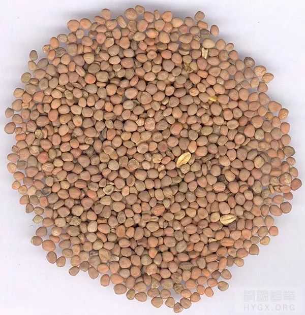白芥子的功效与作用你知道吗?老中医教你正确用法!