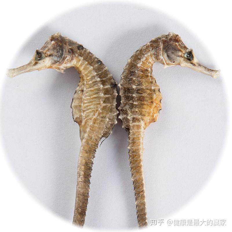 海马的功效与作用真那么神奇吗?医生告诉你答案!