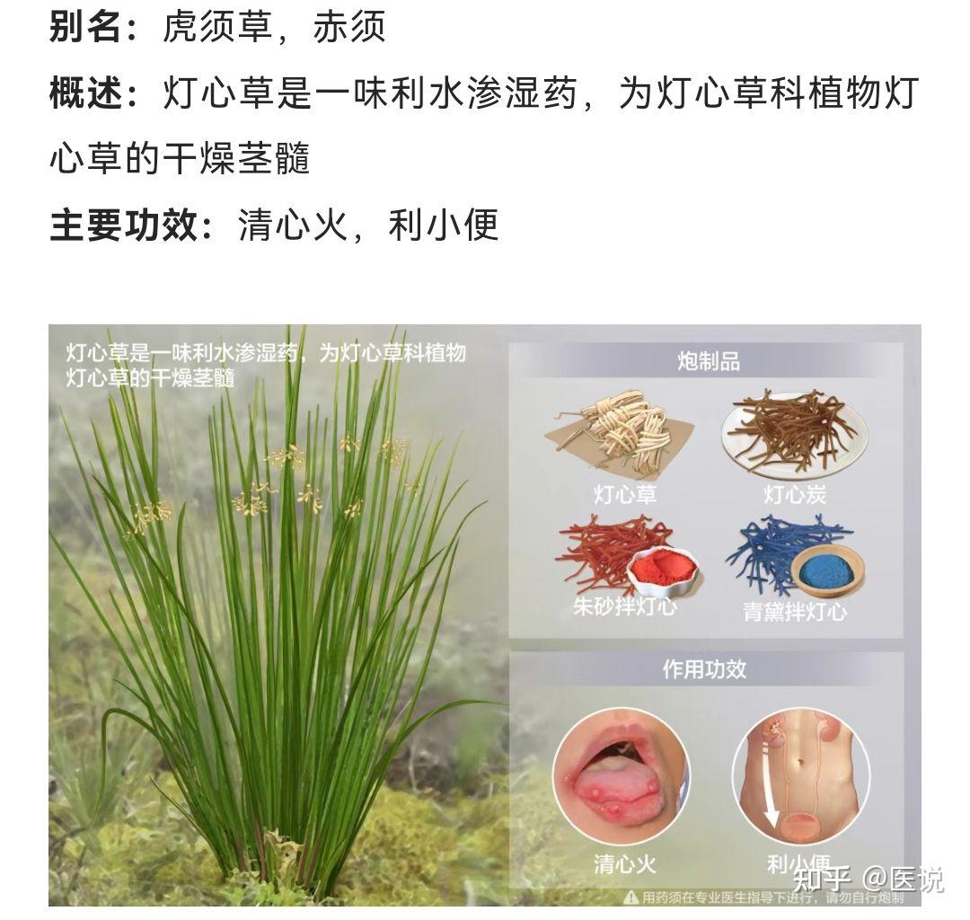 想知道灯心草的功效与作用?这几点好处不容错过!