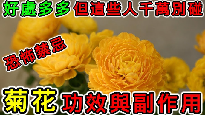 菊花的功效与作用你知道多少？这样喝菊花才对身体好！
