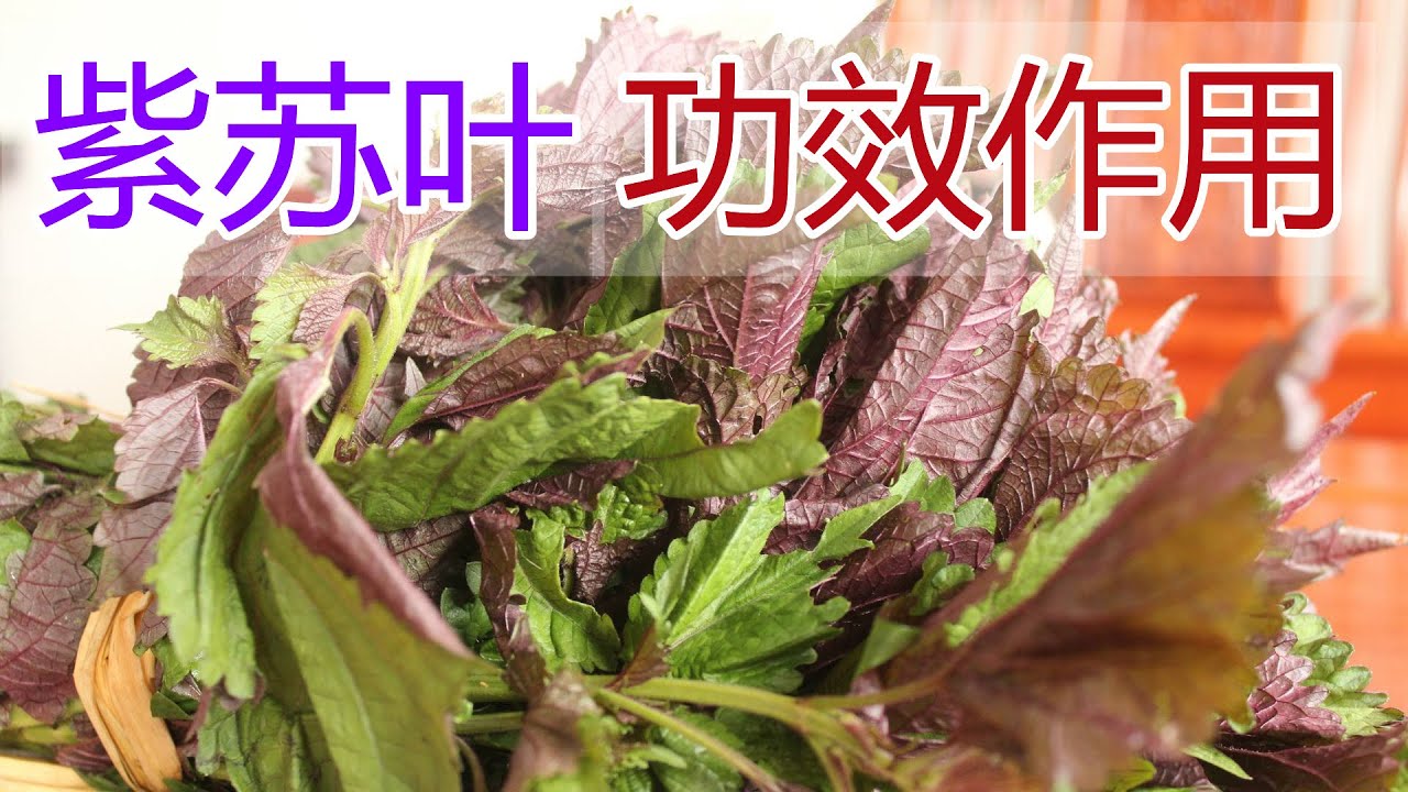 紫苏叶的功效与作用详解,在家泡水喝原来好处这么多!