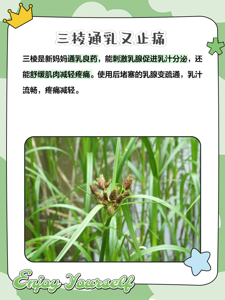 三棱的功效与作用怎么用?老中医分享正确方法!
