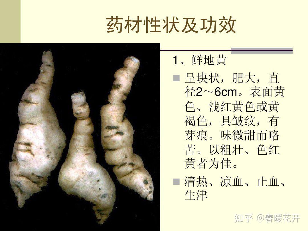 生地黄的功效与作用大盘点，清热凉血效果很不错！