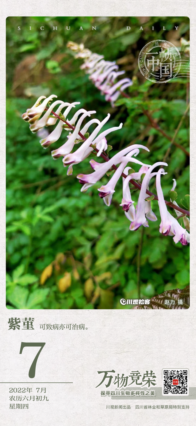 断肠草的功效与作用是什么？看完这篇文章你就懂了！