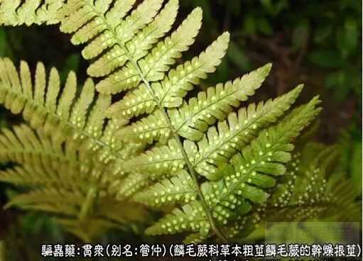 贯众的功效与作用是什么?能清热解毒,但这几点须知很重要!