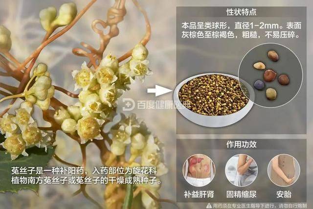 菟丝子的功效虽好但别乱吃,这几类人使用前要小心!