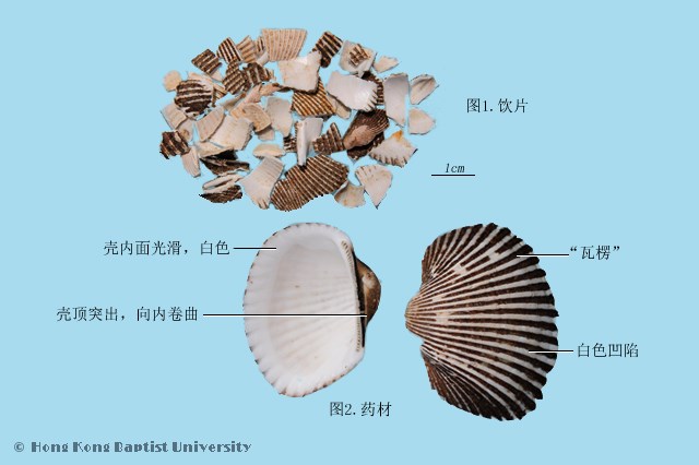煅瓦楞子的功效与作用有哪些?老中医告诉你怎么用!