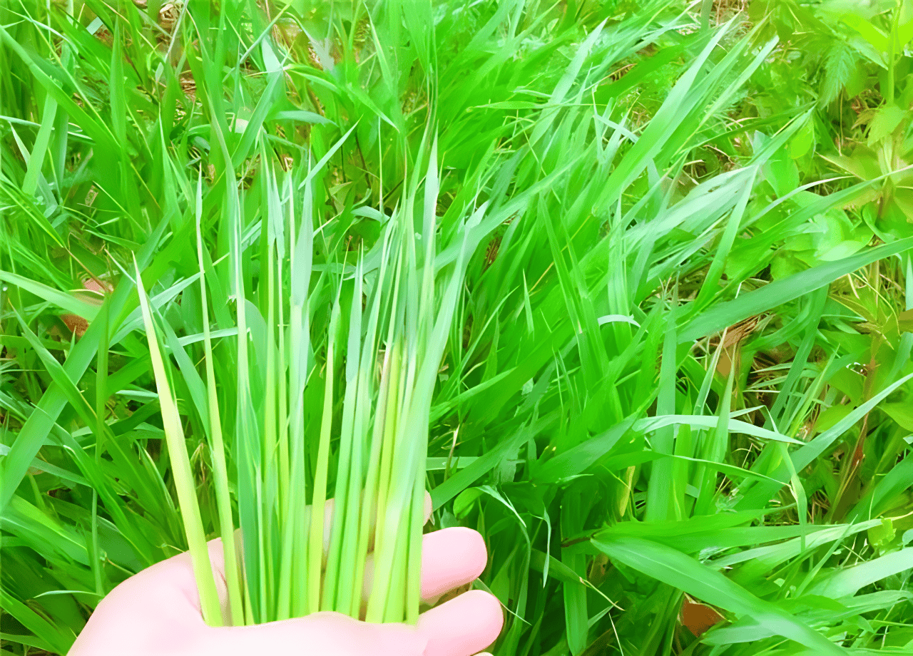 茅草根的功效与作用真不少,清热凉血用它准没错!