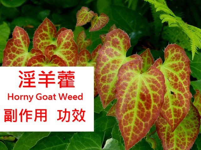 淫羊藿的功效与禁忌,想吃之前最好先看明白!