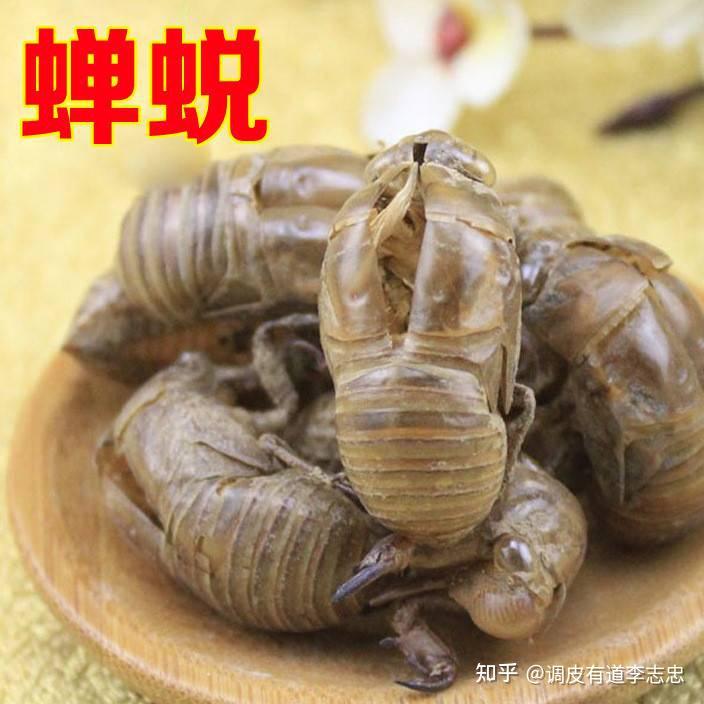 蝉蜕的功效与作用是什么?对小儿惊风和皮肤瘙痒管用吗?