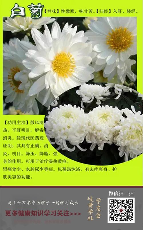 揭秘白菊花的功效与作用,清热解毒明目原来这么简单!