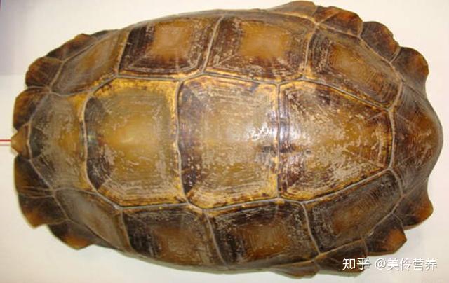 龟板的功效与作用及禁忌人群,使用前必看!