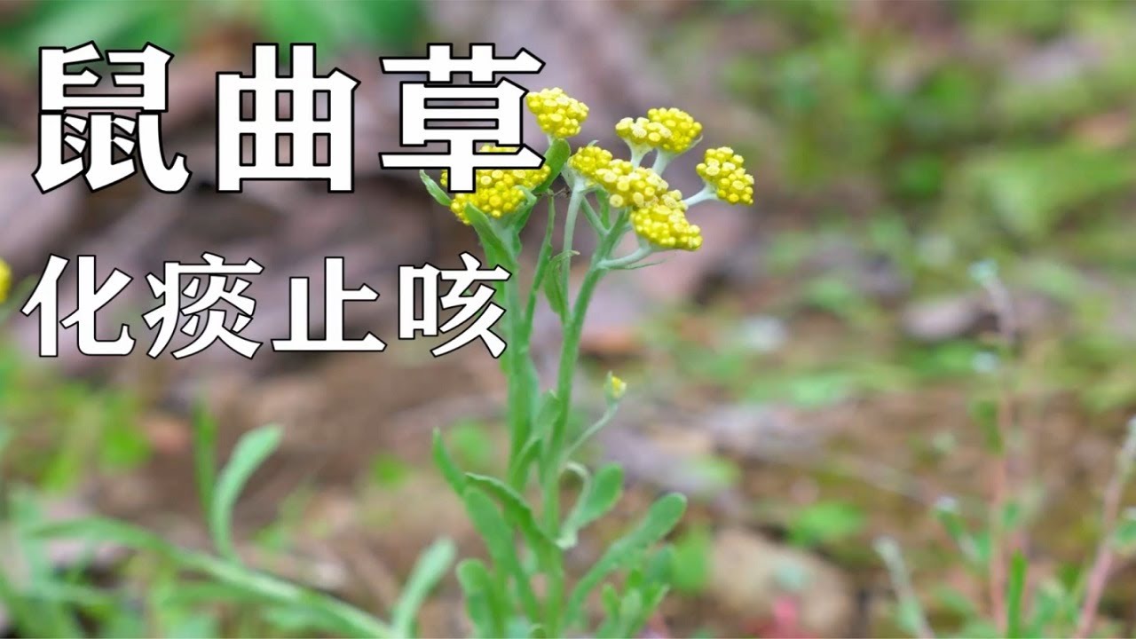 鼠曲草的功效与作用是什么?看完这篇就全明白了!
