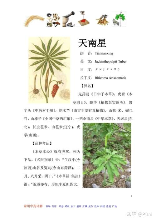 天南星的功效与作用有哪些?老中医告诉你怎么用才对!