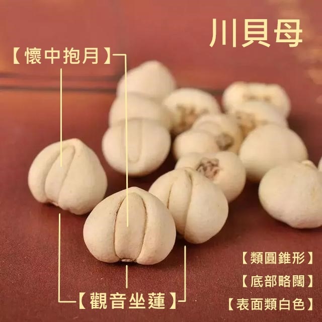 搞懂浙贝母的功效与作用,咳嗽有痰别再乱用药很关键。