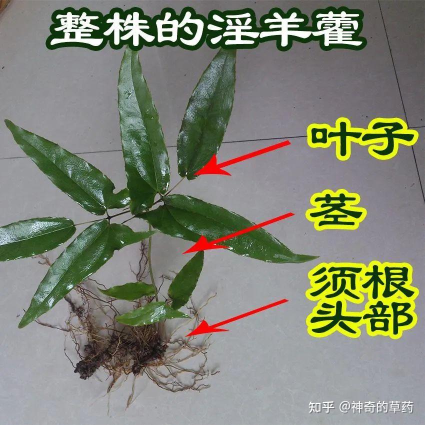 淫羊藿的功效与作用怎么样?听听专业人士怎么说。