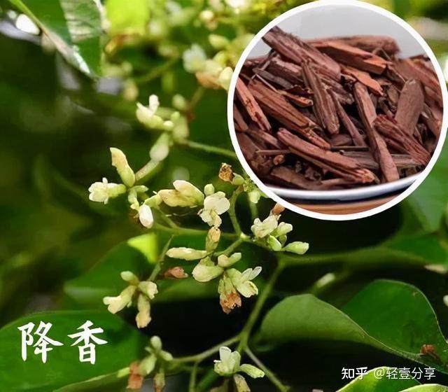 降香的功效与作用很神奇(这些妙用你肯定不知道)