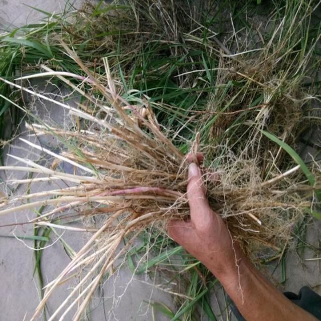 茅草根的功效与作用真不少,清热凉血用它准没错!