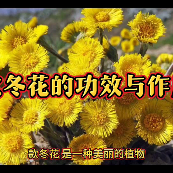 款冬花的功效与作用虽多,但这几种人千万不能乱用!