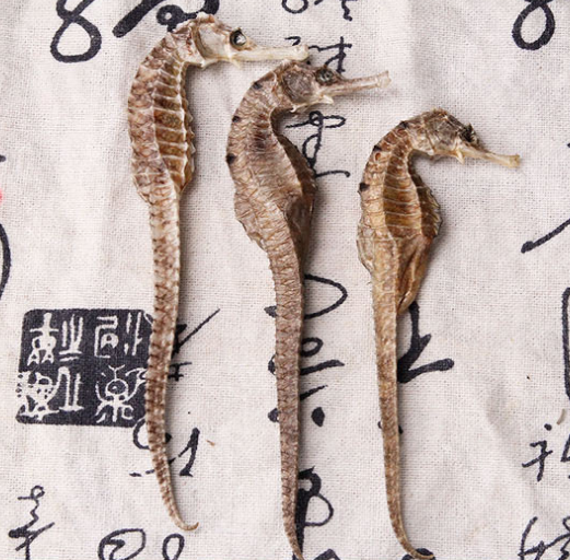 海马的功效与作用真那么神奇吗?医生告诉你答案!