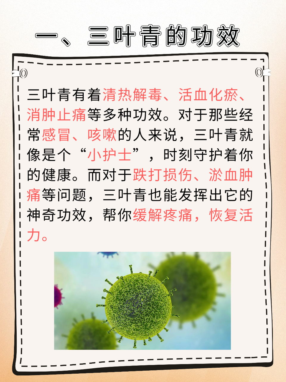 三叶青的功效与作用有哪些?老中医告诉你真实效果!