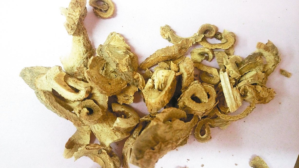 五加皮的功效与作用全解析,看看哪些人不适合食用它!