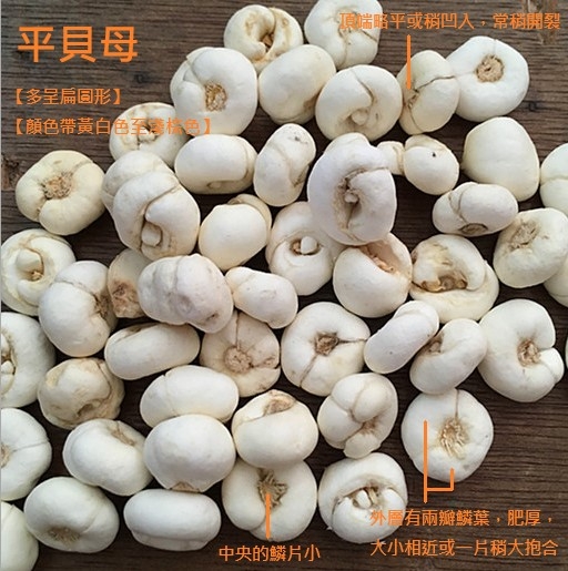 搞懂浙贝母的功效与作用,咳嗽有痰别再乱用药很关键。