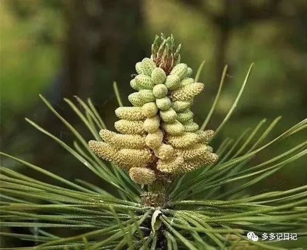 油松节的功效与作用大揭秘,风湿骨痛的人快看看!