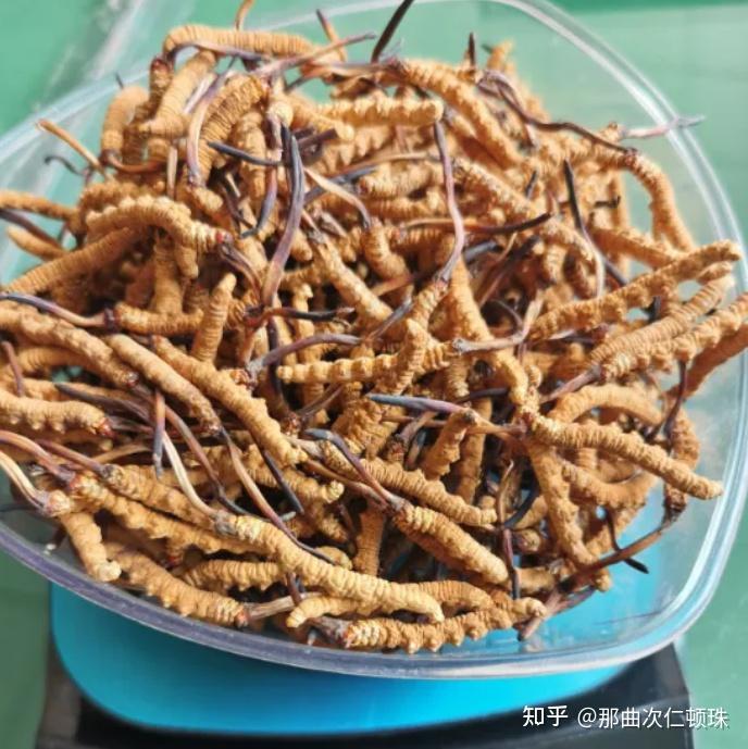 冬虫夏草的功效有哪些?吃多久才能见效呢?