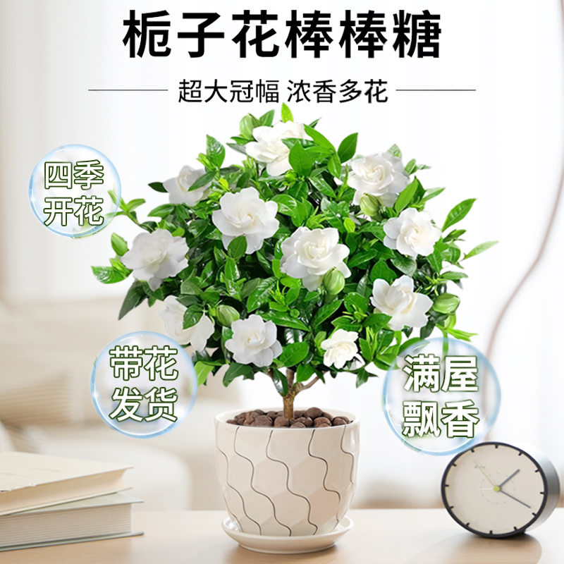 栀子花的功效与作用有哪些?这些好处你一定要知道!