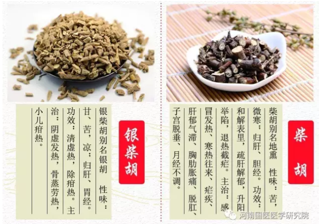 银柴胡的功效与作用是什么?中医师分享实用小知识!