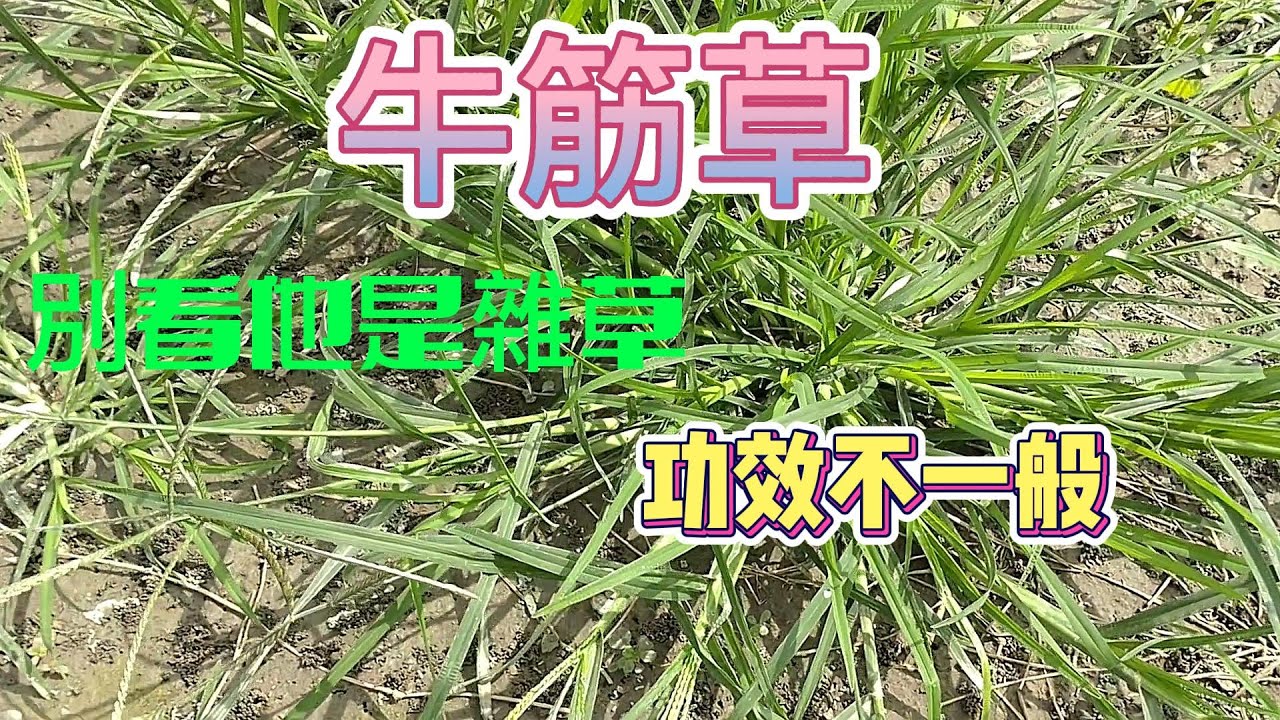 别小看牛筋草的功效与作用,这些妙用很多人都不知道!
