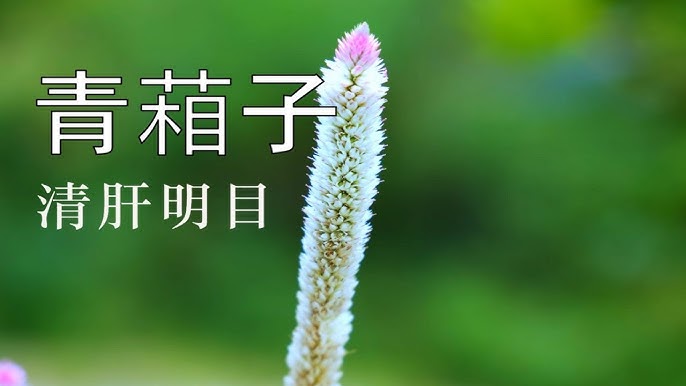 青葙子的功效与作用详解,但这几类人千万不能乱用!
