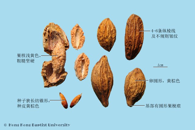 详解诃子的功效与作用,原来它对身体有这么多好处!