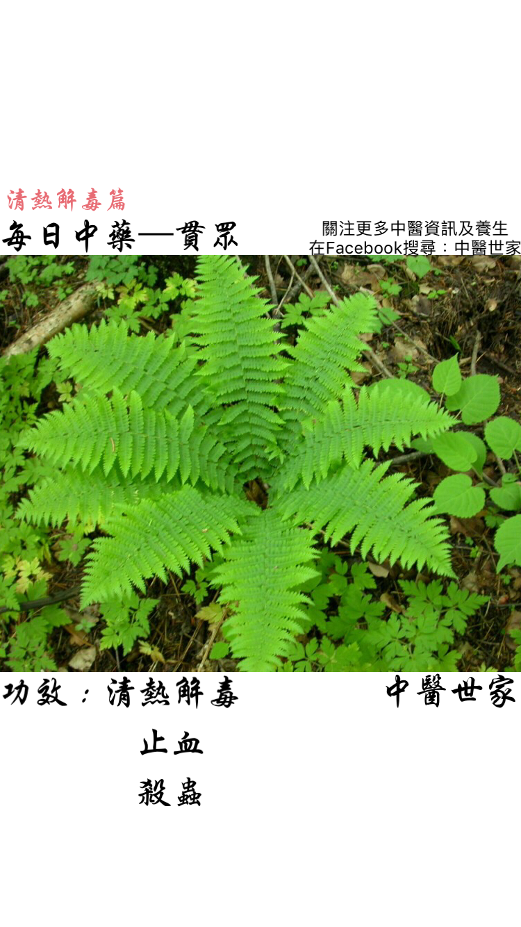 贯众的功效与作用是什么?能清热解毒,但这几点须知很重要!