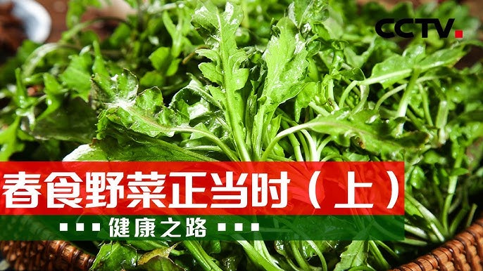 马齿苋的功效和食用方法,这份指南请收好