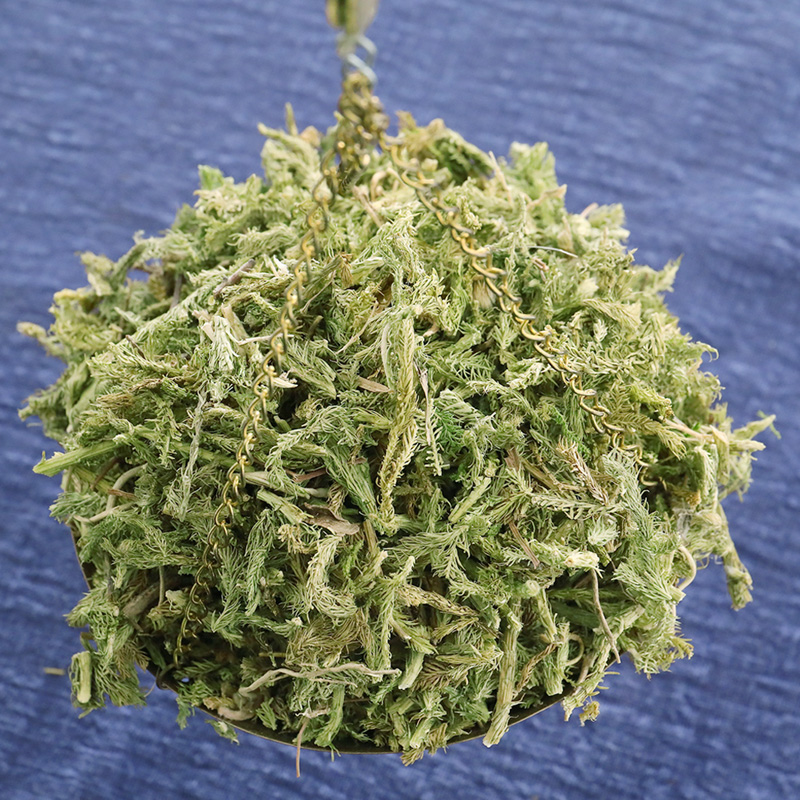 揭秘槲寄生的功效与作用(原来它对健康帮助这么大)
