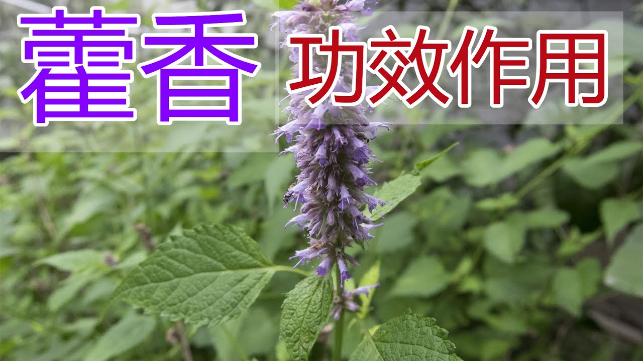 广藿香的功效与作用是什么?老中医告诉你怎么用才对!